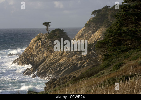 Il solitario cipresso lungo l'autostrada 17 Pebble Beach, California. Foto Stock