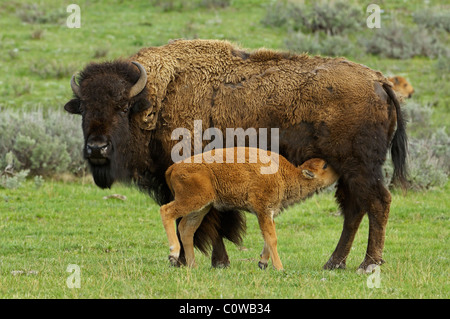 Buffalo Baby assistenza infermieristica Foto Stock
