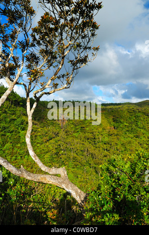 Quasi prosciugato Alexandra cade e foresta colline coperte nel Black River Gorges National Park, Black River, Mauritius. Foto Stock