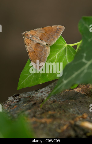 Tappeto di pino (Thera firmata) moth Foto Stock