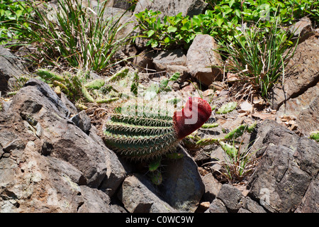 I turchi Cap Cactus, Melocactus intortus, che cresce su un colle roccioso nella regione dei Caraibi Foto Stock