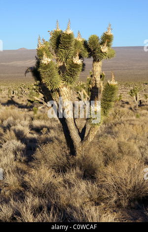 Joshua tree (Yucca brevifolia) nel deserto di Mojave, California. Foto Stock