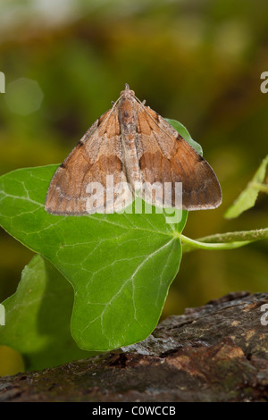 Tappeto di pino (Thera firmata) moth Foto Stock