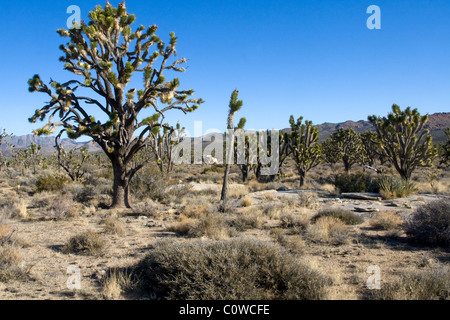 Joshua tree (Yucca brevifolia) foresta nel deserto di Mojave, California. Foto Stock