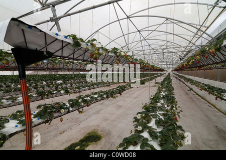 Fragole che coltivano serra utilizzando la tecnica idroponica (soluzioni di nutrienti minerali).sistema idroponico di allevamento a serra nelle Azzorre, Portogallo. Foto Stock