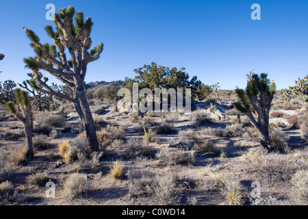 Joshua tree (Yucca brevifolia) nel deserto di Mojave, California. Foto Stock
