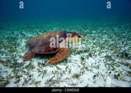 Tartaruga Caretta - Belize Foto Stock