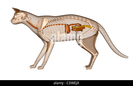 Anatomia del gatto scheletro di digestione Foto Stock