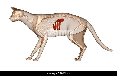 Anatomia del gatto scheletro di fegato Foto Stock