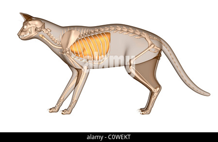 Anatomia del gatto polmoni respiratorie scheletro Foto Stock