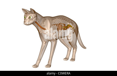 Anatomia del gatto scheletro di digestione Foto Stock