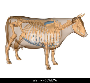 Anatomia dello scheletro di vacca Foto Stock