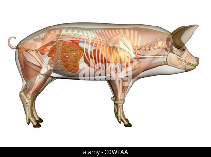 Anatomia di maiale organi corpo trasparente Foto Stock