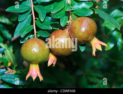 Melograno (Punica granatum) frutti che crescono su un albero Foto Stock