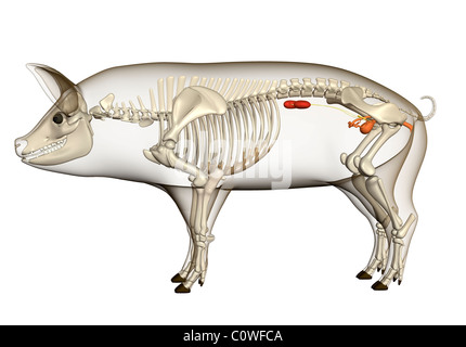 Anatomia di maiale urinario reni riproduttiva corpo trasparente Foto Stock