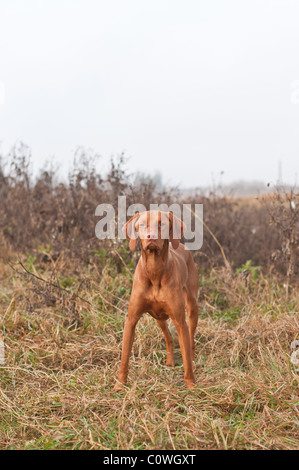 Una femmina Vizsla ungherese cane guarda oltre il fotografo mentre in piedi in un campo in autunno. Foto Stock