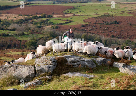 Agricoltore alimentando le sue pecore vicino a sella Tor su Dartmoor Foto Stock