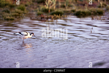 Avocet, Recurvirostra avosetta, alimentazione, North Norfolk REGNO UNITO Foto Stock