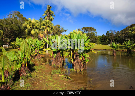 Curepipe Giardini Botanici, Curepipe, Mauritius, Oceano Indiano Foto Stock