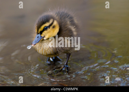 Un anatroccolo in piedi in una pozza con una goccia di acqua proveniente dalla bocca Foto Stock