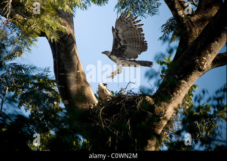 Arpia aquile (Harpia harpyia), adulti e immaturi, Alta Floresta, Mato Grosso, Brasile Foto Stock