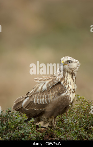 Rough-zampe Poiana (Buteo lagopus) in piedi sul suolo, Paesi Bassi. Foto Stock