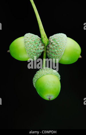 Tre ghiande maturazione su albero di quercia. Dorset, Regno Unito 2008 Settembre Foto Stock