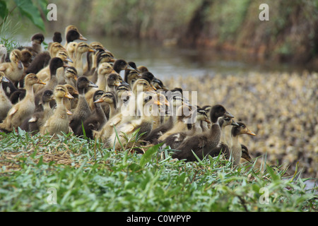 Gruppo misto di giovani anatroccoli sull'erba Foto Stock