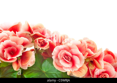 Primo piano di Begonia Elatior fiore contro uno sfondo bianco Foto Stock