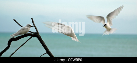 Fairy Tern (bianco Tern) nelle Seychelles Foto Stock