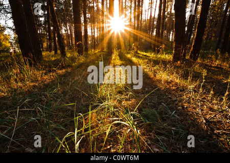 Sun splende dietro gli alberi nella foresta di sera Foto Stock