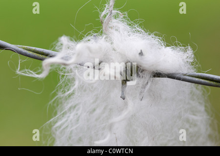 La lana di ovini sul filo spinato Foto Stock