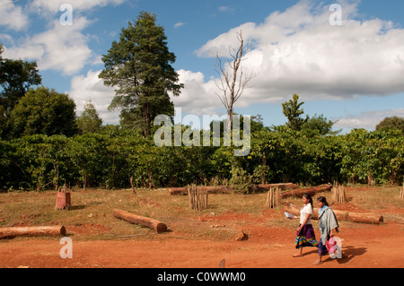 Due donne e piantagione di caffè in background, Hill tribe village, Bolaven Plateau, vicino Pakxe, Laos Foto Stock