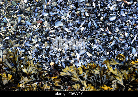 Gusci di cozze e alghe lavato fino alla riva intorno a Stanley Park, Vancouver Foto Stock