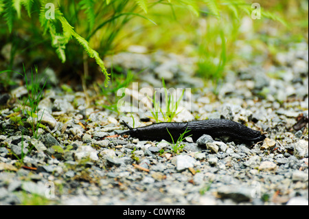 Close-up di slug intermittenza lungo il pavimento di ghiaia Foto Stock