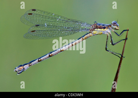 Rugiadoso Bluet Damselfly (Enallagma civile) asciugando fuori di prima mattina Michigan STATI UNITI Foto Stock