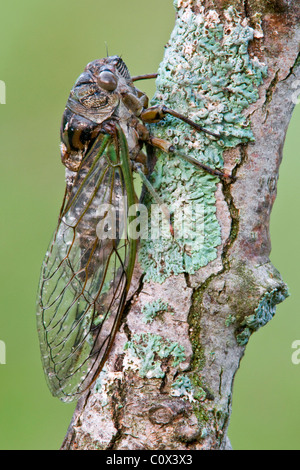 Cicala Dogday Harvestfly Tibicen canicularis su arto Nord America orientale Foto Stock