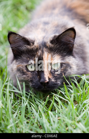 Capelli lunghi Gatto sdraiato in erba Foto Stock