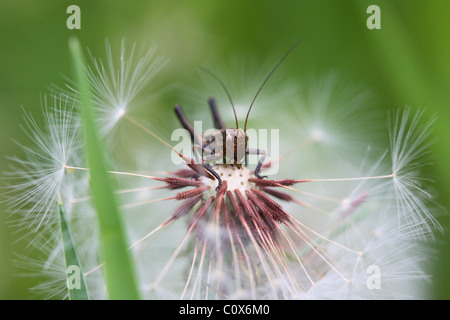 Grasshopper sul dente di leone Foto Stock