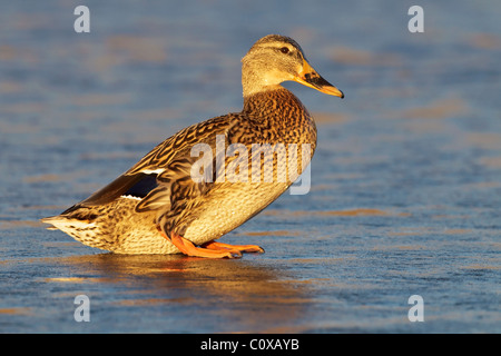 Un bel ritratto di una femmina di Mallard Duck a piedi attraverso un pool di ghiaccio Foto Stock