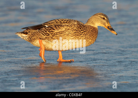 Un bel ritratto di una femmina di Mallard Duck a piedi attraverso un pool di ghiaccio Foto Stock