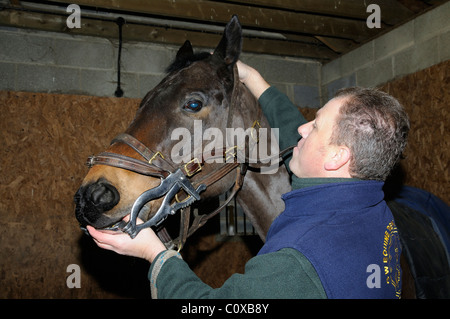 Horse dentista di regolazione di un acciaio inossidabile speculum di bocca in bocca del cavallo pronto a file denti. La bocca è tenuto aperto con Foto Stock