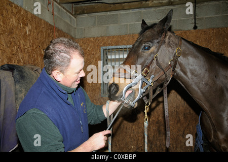 Horse dentista inserendo la raspa la lama nella bocca del cavallo pronto a file denti. La bocca è tenuto aperto con uno specolo Foto Stock