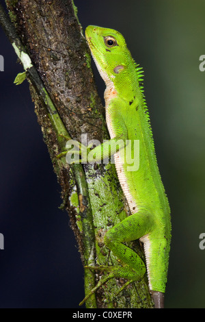 Foresta Amazzonica Dragon - La Selva Jungle Lodge, regione amazzonica, Ecuador Foto Stock