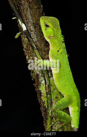 Foresta Amazzonica Dragon - La Selva Jungle Lodge, regione amazzonica, Ecuador Foto Stock