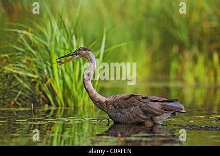 Airone blu capovolge una rana Foto Stock