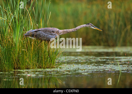 Caccia dell'Airone Foto Stock