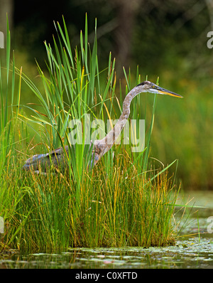 Heron nascosti nel verde di alte erbe palustri Foto Stock