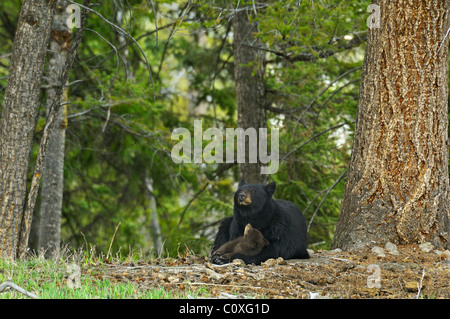 Black Bear materno amore Foto Stock