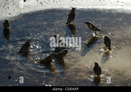 Waxwings balneazione in una pozza sul tetto di un trasformatore di energia elettrica l'alloggiamento. Essi sono stati anche su alimentazione bacche nelle vicinanze. Foto Stock